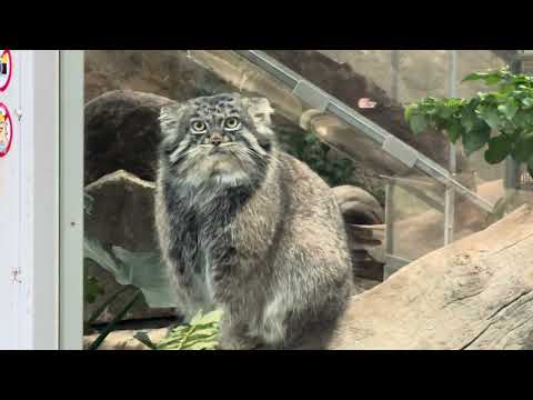 前脚ちょこんと　アズちゃん　マヌルネコ　神戸どうぶつ王国　2025年12月26日 サムネイル