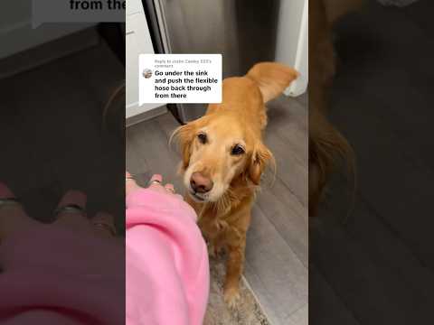 coming home to my golden retriever🥵goldenretreivers dog pup… サムネイル