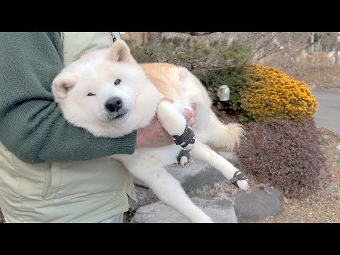 寒いのでトイレまで運んでもらう柴犬＆積極的に育児に参加するサモエド サムネイル