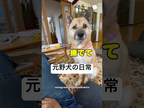 無言の圧…撫でて要求が止まらない元野犬の日常　　元野犬　犬　かわいい犬 保護犬　犬のいる暮らし サムネイル
