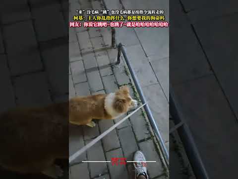 「來」沒毛病「跳」也沒毛病都是照指示流程走的 狗狗 意外 有趣 萬萬沒想到 dog amazing funny sho… サムネイル
