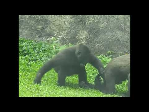 little gorilla brothers Jabali 5y6m old & Ringo 4y11m old.…
