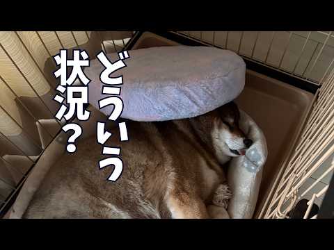 柴犬のピンチ⁉️そのとき飼い主は・・・ サムネイル