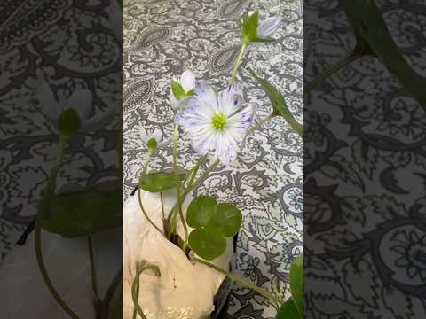 shorts 雪割草が綺麗です〜 サムネイル