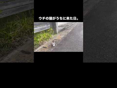 予約必要な動物病院も事情を知り急遽診察してくれたりで保護猫として迎えることに 保護猫 子猫 野良猫 shorts サムネイル