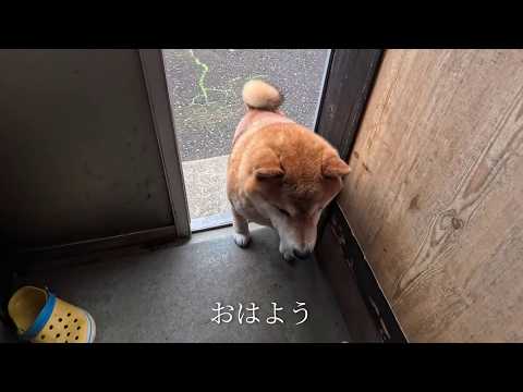 2026年5月18日(月) 裏口ちょっと開けただけなのに、早朝から突撃してくるモモココさん