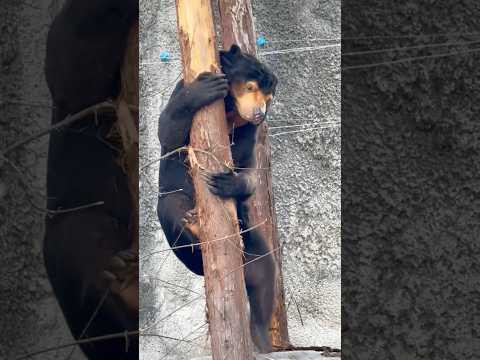 shorts よじよじマーチンくん　マレーグマ　のんほいパークにて　2026年1月23日 サムネイル