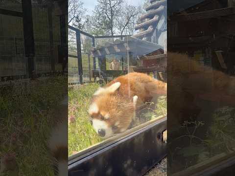 shorts 円実ちゃんはサラダバー中〜♪レッサーパンダ　大森山動物園にて　2026年4月29日 サムネイル