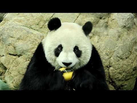 保育員噴水助功, 圓仔上木架找到好吃的黃金竹竿|Giant Panda Yuan Zai,圆仔,貓熊,大貓熊,大熊貓|…