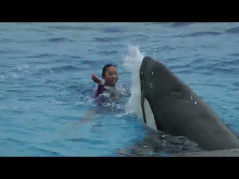 1回目オルカパフォーマンスより　須磨シーワールドにて　2025年12月25日   00021 サムネイル