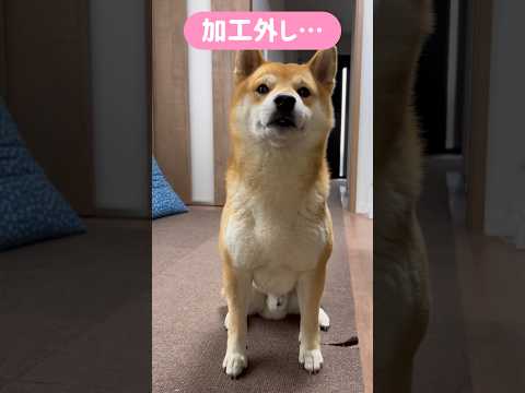 柴犬とん君、流行りのヤツをやってみたシリーズ　柴犬　柴犬とん