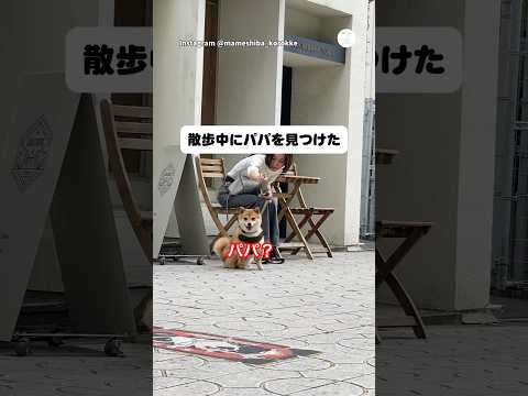 散歩中にパパを見つけた豆柴🐶　豆柴　柴犬　犬　かわいい犬 癒し サムネイル