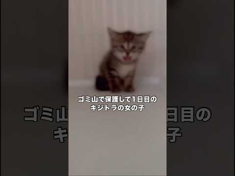 ゴミ山で保護されたキジトラの女の子。預かりボランティアさんはこれを見てにやにやしてるらしい😂 野良猫 保護猫 キジトラ… サムネイル