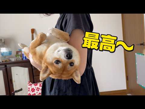 【お母さん大好き】甘えん坊ん柴の脱力　カリカリドッグミールASMR サムネイル