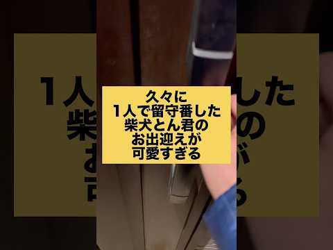 柴犬とん君、よく頑張ったね❣️ 柴犬　柴犬とん サムネイル