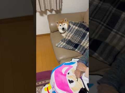 柴犬福 悪い姉に絡まれる柴犬🤣Sis and Grandma and Shiba🤣姉と柴 shorts 柴犬 japa… サムネイル