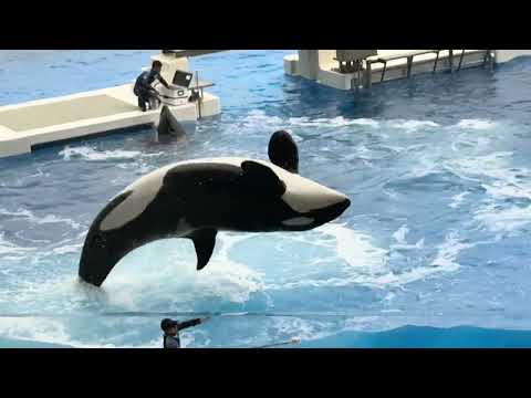 2回目オルカパフォーマンスより　須磨シーワールドにて　2025年12月25日 サムネイル