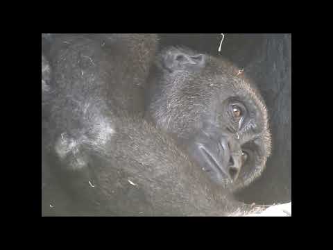 little gorilla Jabali 5y1m old shorts.12-24 サムネイル