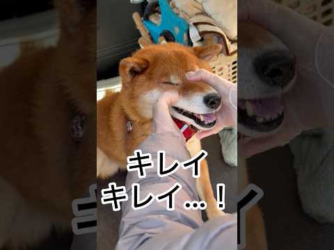 ’26.3.12 力丸の朝… 柴犬 shibainu 柴犬のいる暮らし 柴犬の日常 お散歩 力丸 サムネイル