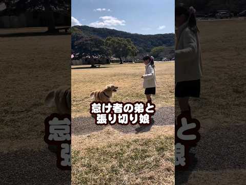 あんたほんまに犬…？ ゴールデンレトリバー 大型犬のいる生活 goldenretreiver サムネイル