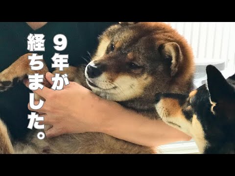 控えめだった🐕保護犬。9年後の姿をご覧ください サムネイル