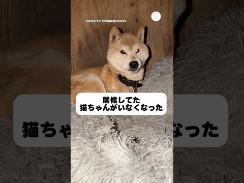 帰ってこない猫を、ずっと待ってる柴犬　柴犬　犬　かわいい犬  猫　犬のいる暮らし サムネイル