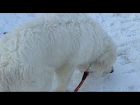 ミントの大冒険 がライブ配信中！ サムネイル