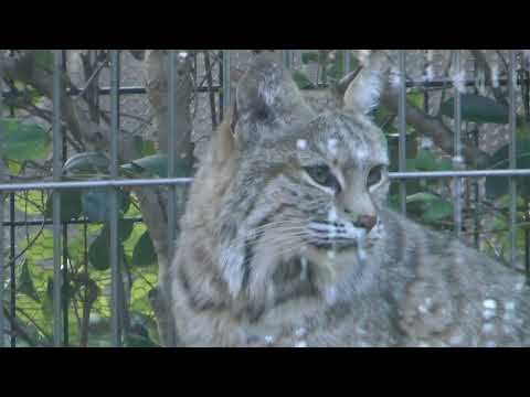 ボブキャットのソラちゃん　王子動物園　2025年12月27日　00036 サムネイル