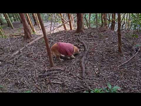 冬の夕焼けを体に浴びてゴールデンレトリバー元気いっぱい散歩。 サムネイル