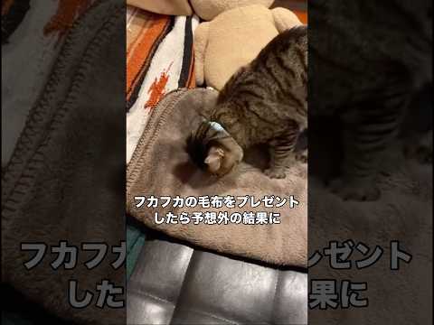 一緒に寝れない愛猫のために毛布をプレゼントしたら 猫 毛布 キジトラ 保護猫 サムネイル