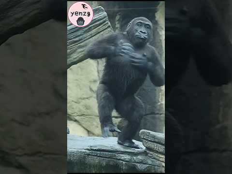 Ringo吃洋蔥拍胸好可愛 gorilla gorillatag taipeizoo 金剛猩猩 台北市立動物園 サムネイル