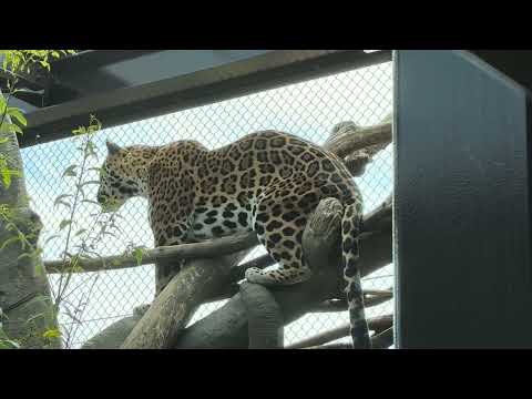 木の上の小麦ちゃん♪ ジャガー　日立市かみね動物園にて　2025年4月12日  IMG 7084 サムネイル
