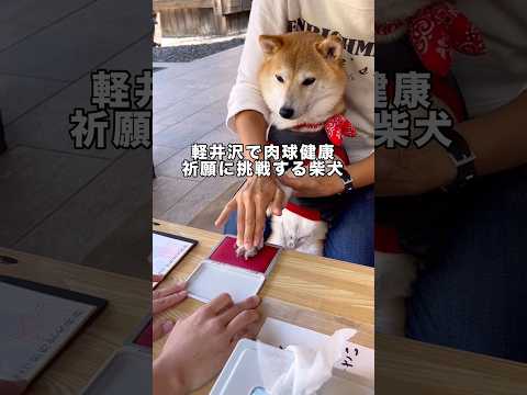 軽井沢で食紅を足につけて肉球健康祈願にチャレンジ 柴犬 肉球 柴犬のいる暮らし 肉球健康祈願 サムネイル