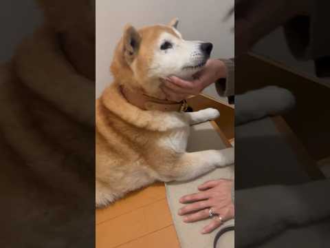 柴犬福 母と柴犬の再会🤣Mother's boy🤣shorts funny 柴犬 funnydog shibainu… サムネイル