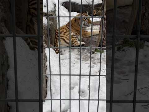 #shorts アムールトラ🐯のザリアさん　旭山動物園　2025年12月20日 サムネイル