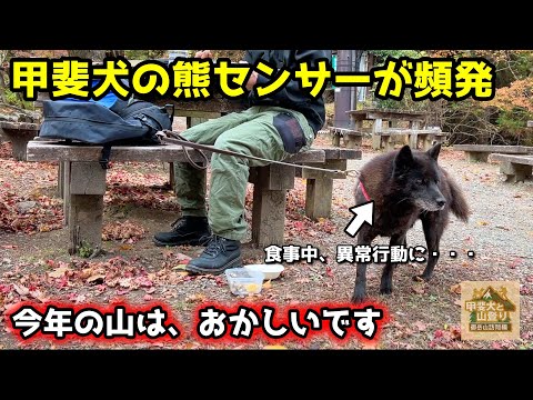 熊の気配を察した甲斐犬が異常行動に・・・【山登り】【御岳山訪問編　第２話】 サムネイル
