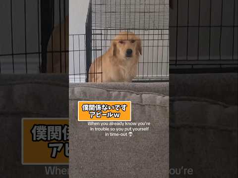 仕事で疲れた皆に贈る笑いと癒しのゴールデン5選ww　#ゴールデンレトリバー #笑える #癒し #ゴールデンレトリバーの… サムネイル