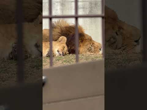 shorts 父さんと寝るデンくん　ライオンファミリー　のんほいパークにて　2026年2月13日 サムネイル