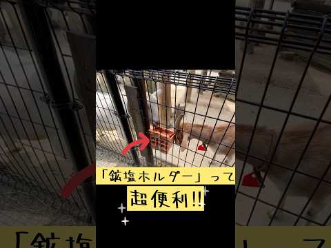 超万能アイテムご紹介!? 東武動物公園 動物 動物園 かわいい 癒し animals zoo ヤギ 鉱塩 万能アイテム サムネイル
