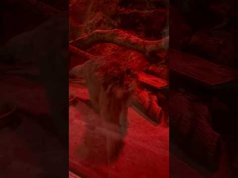 shorts 可愛いナイマくん　マヌルネコ　　上野動物園にて　2026年2月6日 サムネイル