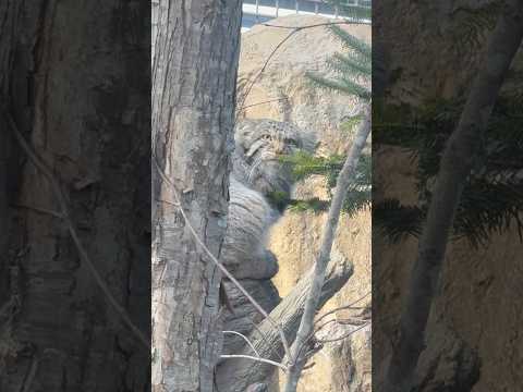 shorts いつもナゴムくん(マヌルネコ)が見ているミカゲくん　ニホンカモシカ　那須どうぶつ王国にて　2026年1月… サムネイル