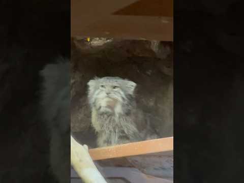 shorts お目覚めクリョンくん　マヌルネコ　上野動物園にて　2026年2月6日 サムネイル