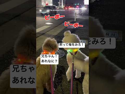 遠吠えする兄と理解できない弟　スタンダードプードル 大型犬　犬　遠吠え 犬のいる暮らし サムネイル