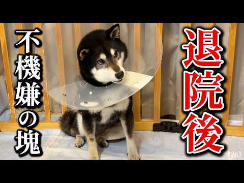 退院した柴犬のお世話が想定の100倍大変 サムネイル