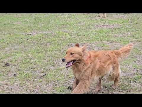 ゴールデンレトリバー4頭でも一番よく動く2歳のイロハ サムネイル