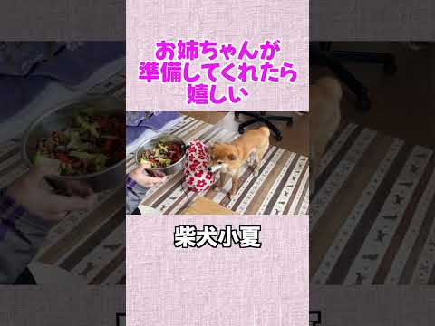 お姉ちゃんが準備してくれたら嬉しい 柴犬 shibainu 癒し サムネイル