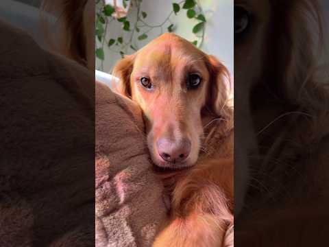 coming home to my golden retriever🥵 goldenretreiver dog ind… サムネイル