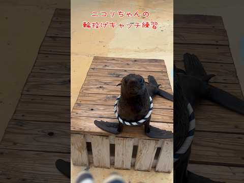 ニコリちゃんの輪投げキャッチ練習　東武動物公園 アニマルパフォーマンスオットセイニコリちゃん