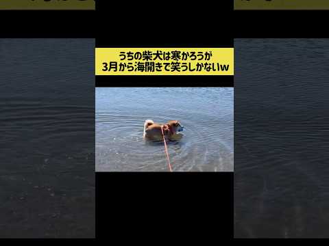 うちの柴犬は寒かろうが３月で海開きする 柴犬 shibainu 柴犬 shorts サムネイル