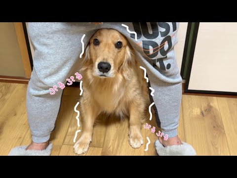 イタズラを隠し通せない犬...飼い主と目が合っただけで震えが止まらない...😂【ボーダーコリー・ゴールデンレトリバー】 サムネイル